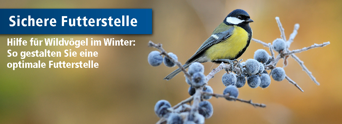 Kohlmeise sitzt auf frostbedecktem Ast mit Beeren