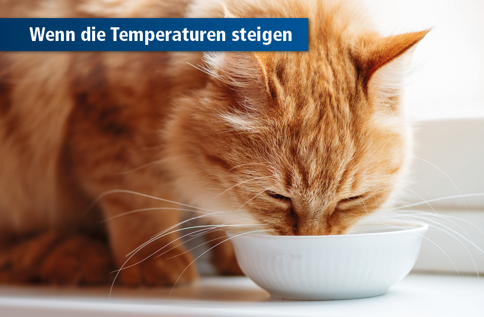 Katze trinkt aus Napf