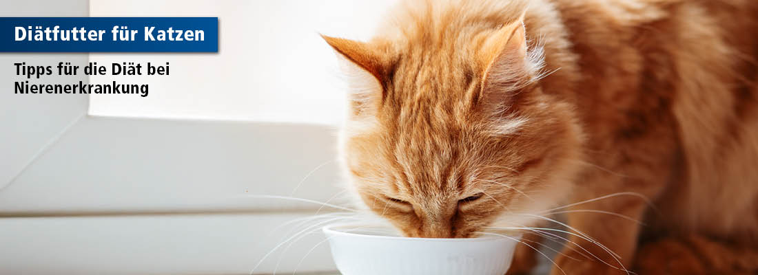 orangerote Katze frisst aus Napf
