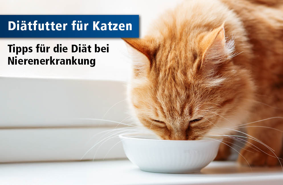 orangerote Katze frisst aus Napf